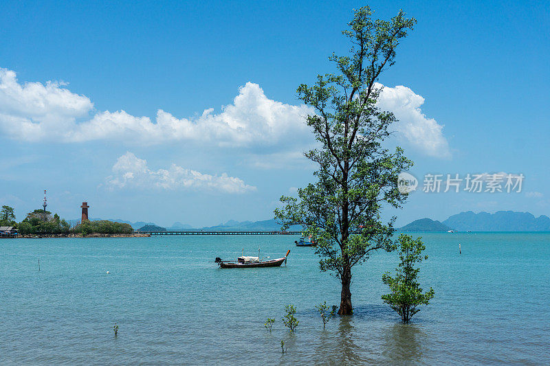 红树林(Rhizophora mangle)和长尾船，泰国甲米，安达曼海，老镇。